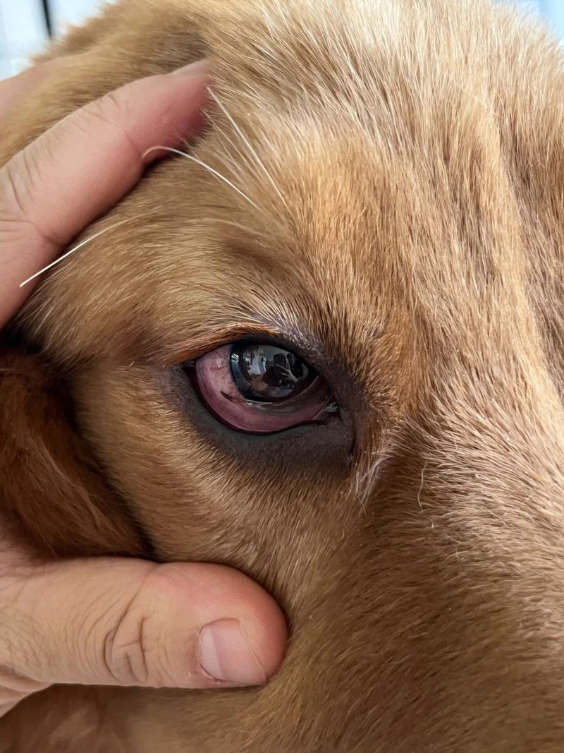 狗狗白眼球红怎么回事,狗狗一只眼睛红一只眼睛正常-第1张图片-后鲨宠物 狗狗白眼球红怎么回事,狗狗一只眼睛红一只眼睛正常-第1张图片-后鲨宠物