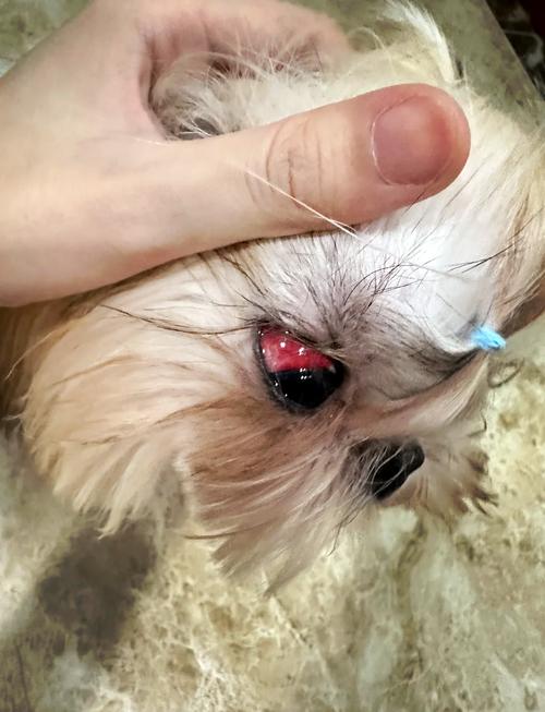 狗狗白眼球红怎么回事,狗狗一只眼睛红一只眼睛正常-第2张图片-后鲨宠物 狗狗白眼球红怎么回事,狗狗一只眼睛红一只眼睛正常-第2张图片-后鲨宠物