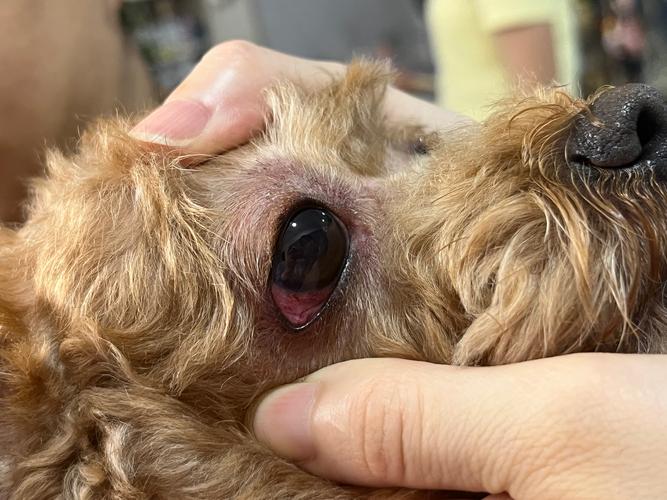 狗狗白眼球红怎么回事,狗狗一只眼睛红一只眼睛正常-第3张图片-后鲨宠物 狗狗白眼球红怎么回事,狗狗一只眼睛红一只眼睛正常-第3张图片-后鲨宠物