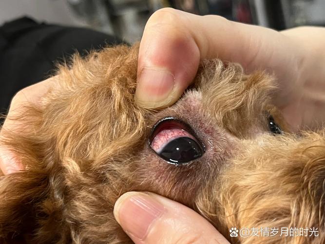 狗狗白眼球红怎么回事,狗狗一只眼睛红一只眼睛正常-第4张图片-后鲨宠物 狗狗白眼球红怎么回事,狗狗一只眼睛红一只眼睛正常-第4张图片-后鲨宠物