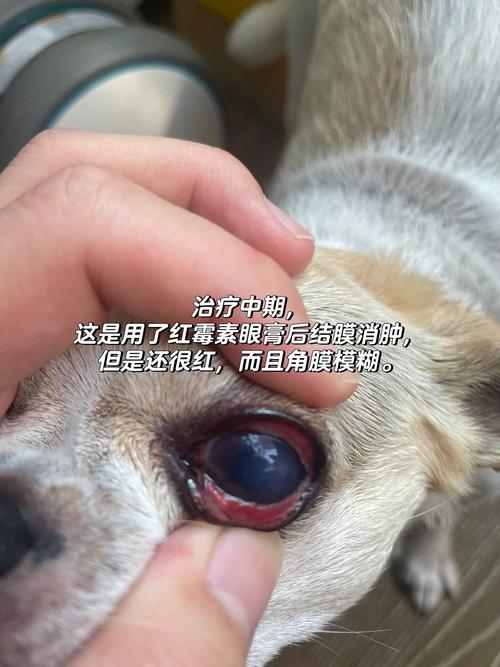 狗狗白眼球红怎么回事,狗狗一只眼睛红一只眼睛正常-第5张图片-后鲨宠物 狗狗白眼球红怎么回事,狗狗一只眼睛红一只眼睛正常-第5张图片-后鲨宠物