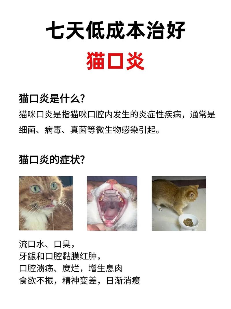 猫咪口炎初期症状,猫咪口炎初期症状图片-第2张图片-后鲨宠物 猫咪口炎初期症状,猫咪口炎初期症状图片-第2张图片-后鲨宠物