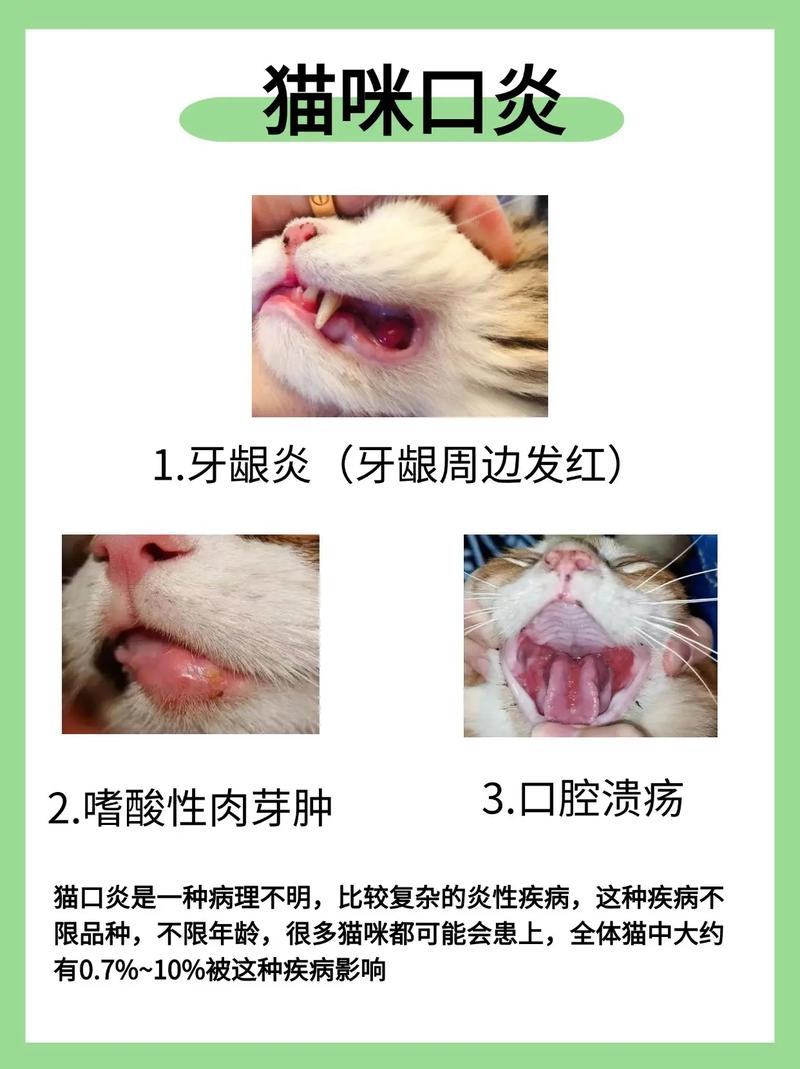 猫咪口炎初期症状,猫咪口炎初期症状图片-第5张图片-后鲨宠物 猫咪口炎初期症状,猫咪口炎初期症状图片-第5张图片-后鲨宠物