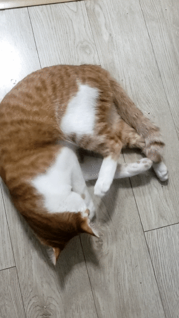 猫咪蹭地板打滚,猫蹭东西在地上打滚儿-第1张图片-后鲨宠物 猫咪蹭地板打滚,猫蹭东西在地上打滚儿-第1张图片-后鲨宠物