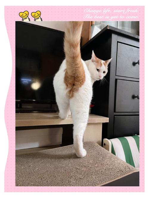 猫咪蹭地板打滚,猫蹭东西在地上打滚儿-第2张图片-后鲨宠物 猫咪蹭地板打滚,猫蹭东西在地上打滚儿-第2张图片-后鲨宠物