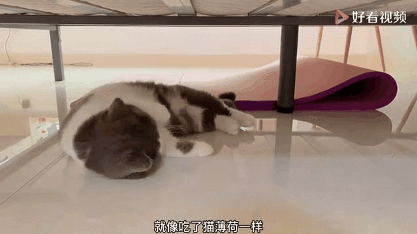 猫咪蹭地板打滚,猫蹭东西在地上打滚儿-第3张图片-后鲨宠物 猫咪蹭地板打滚,猫蹭东西在地上打滚儿-第3张图片-后鲨宠物