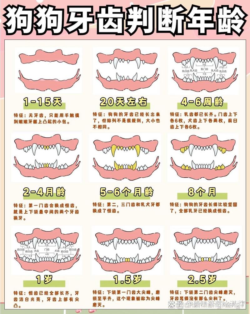 如何知道狗狗的年龄,怎么能看出狗狗的年龄-第1张图片-后鲨宠物 如何知道狗狗的年龄,怎么能看出狗狗的年龄-第1张图片-后鲨宠物