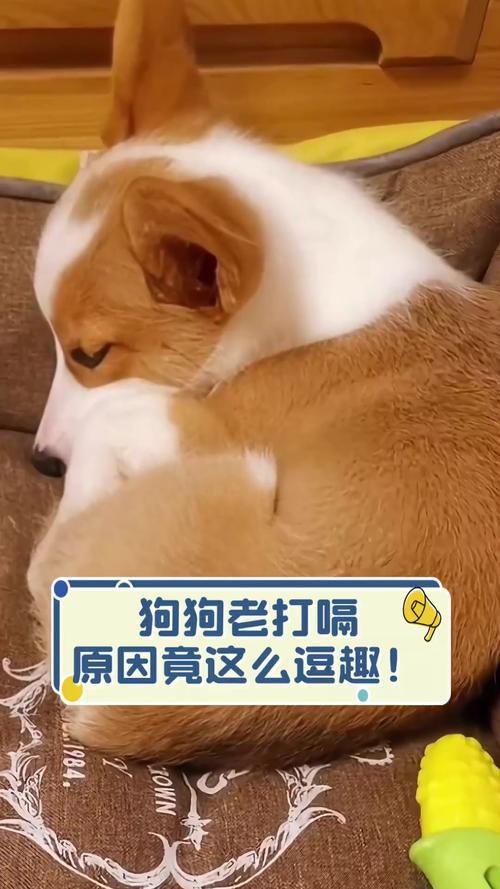 狗狗半夜打嗝怎么回事,狗狗半夜一直打嗝?-第4张图片-后鲨宠物 狗狗半夜打嗝怎么回事,狗狗半夜一直打嗝?-第4张图片-后鲨宠物