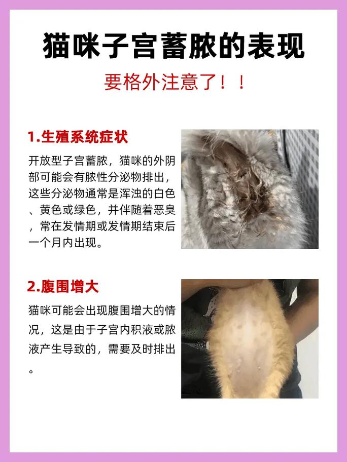 猫咪临产前的征兆_猫咪临产前的征兆有哪些-第2张图片-后鲨宠物 猫咪临产前的征兆_猫咪临产前的征兆有哪些-第2张图片-后鲨宠物