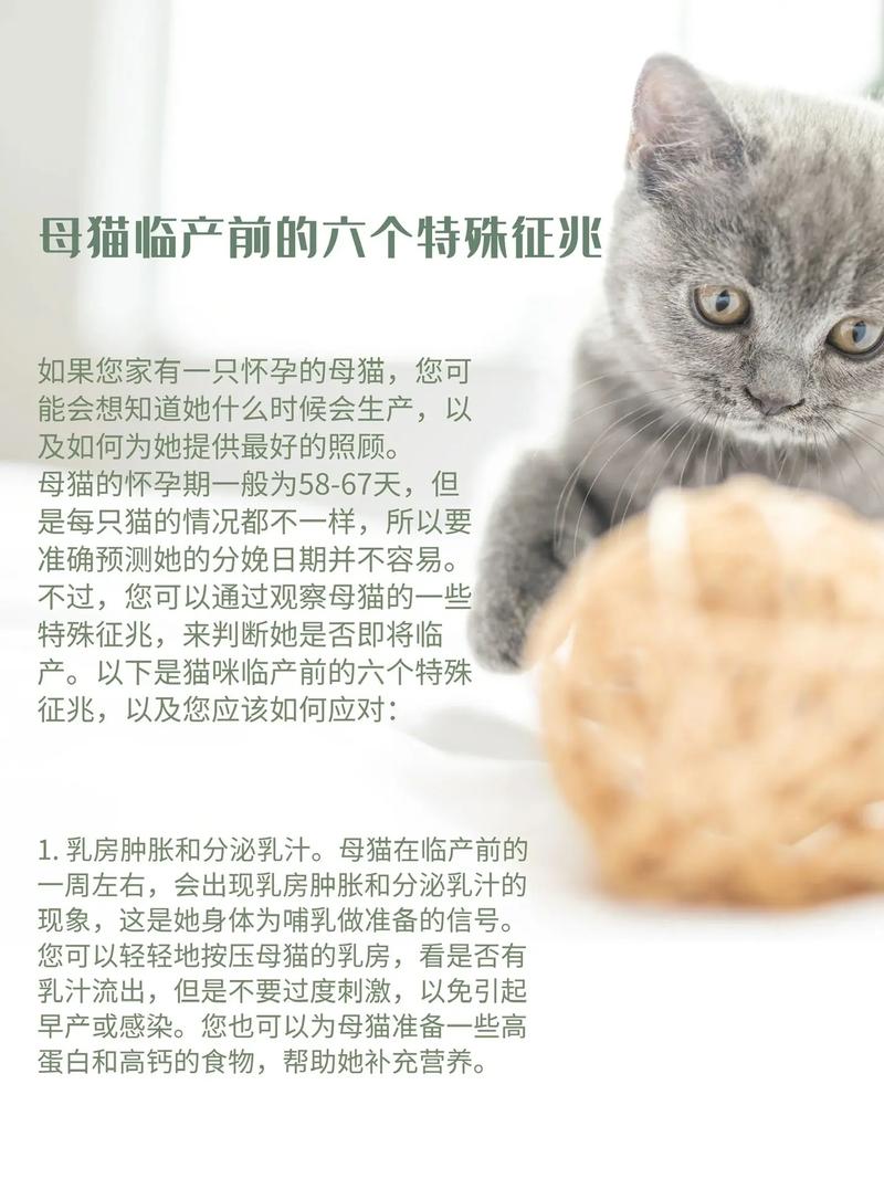 猫咪临产前的征兆_猫咪临产前的征兆有哪些-第4张图片-后鲨宠物 猫咪临产前的征兆_猫咪临产前的征兆有哪些-第4张图片-后鲨宠物