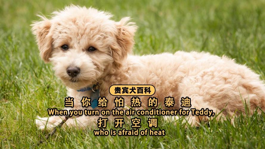 泰迪狗狗怕热吗,泰迪狗狗怕热吗还是怕冷-第5张图片-后鲨宠物 泰迪狗狗怕热吗,泰迪狗狗怕热吗还是怕冷-第5张图片-后鲨宠物