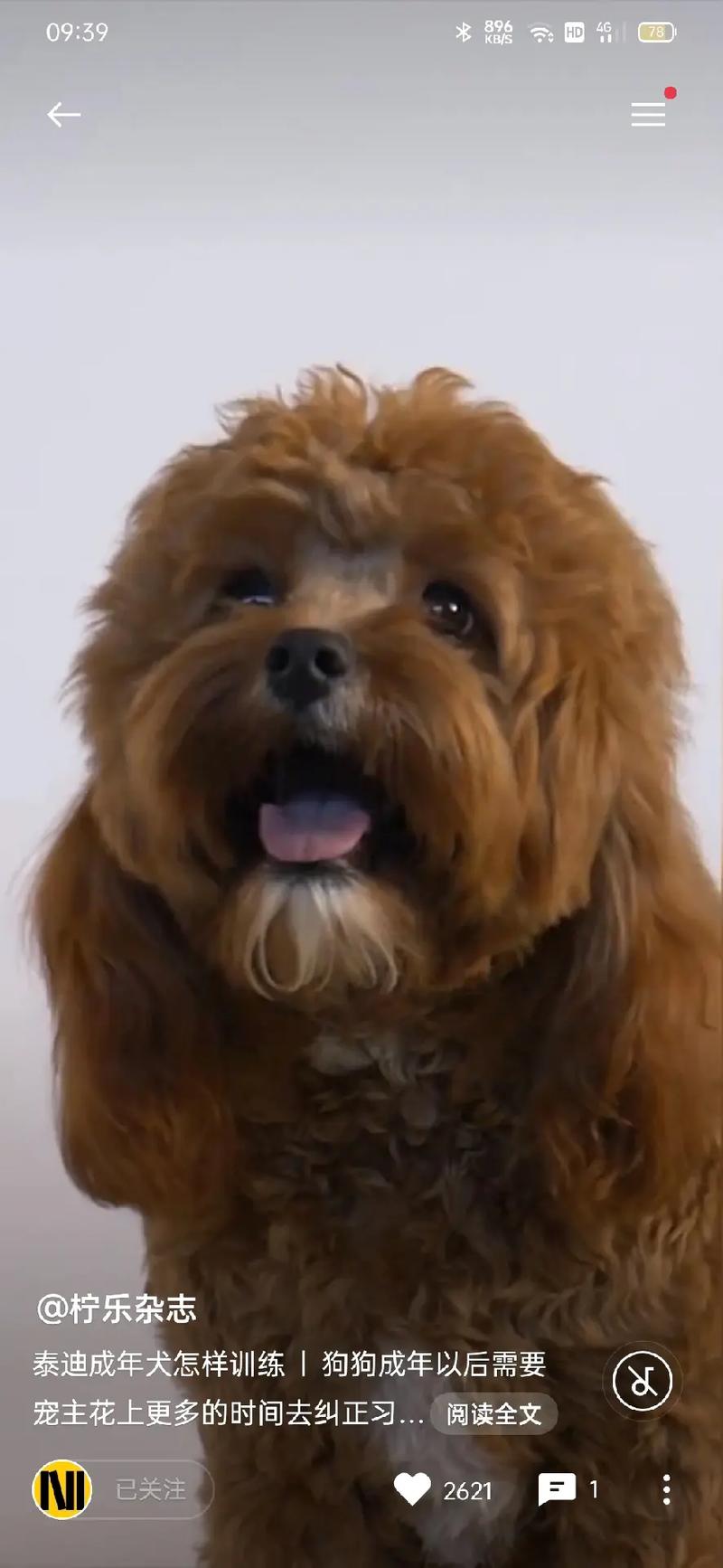 泰迪狗狗怕热吗,泰迪狗狗怕热吗还是怕冷-第6张图片-后鲨宠物 泰迪狗狗怕热吗,泰迪狗狗怕热吗还是怕冷-第6张图片-后鲨宠物