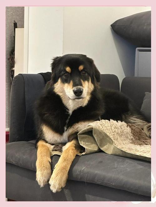 狗狗耳朵烫是什么情况_狗狗耳朵发烫是为什么-第2张图片-后鲨宠物 狗狗耳朵烫是什么情况_狗狗耳朵发烫是为什么-第2张图片-后鲨宠物