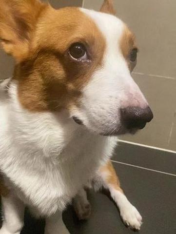 狗狗耳朵烫是什么情况_狗狗耳朵发烫是为什么-第4张图片-后鲨宠物 狗狗耳朵烫是什么情况_狗狗耳朵发烫是为什么-第4张图片-后鲨宠物