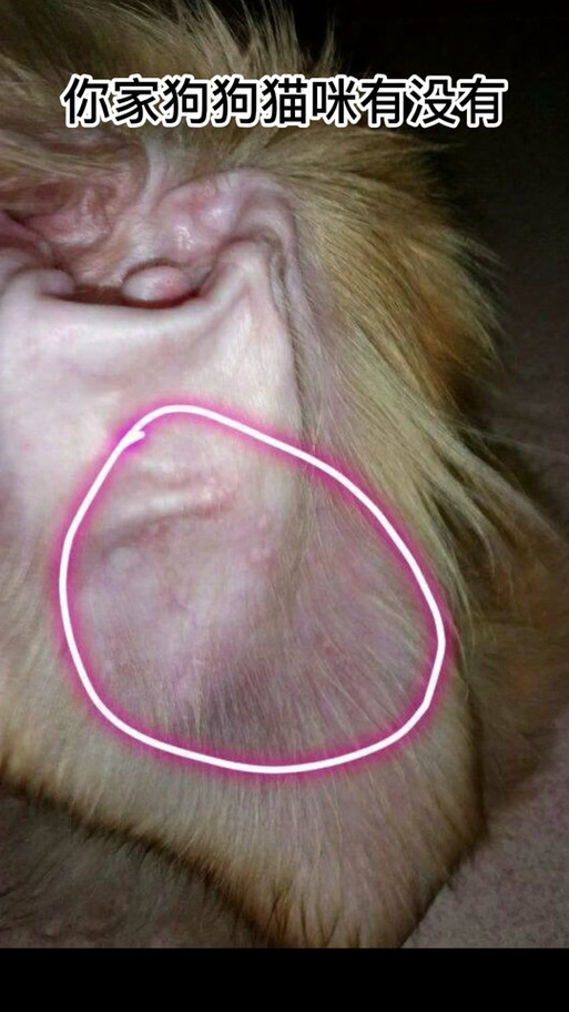 狗狗耳朵烫是什么情况_狗狗耳朵发烫是为什么-第5张图片-后鲨宠物 狗狗耳朵烫是什么情况_狗狗耳朵发烫是为什么-第5张图片-后鲨宠物