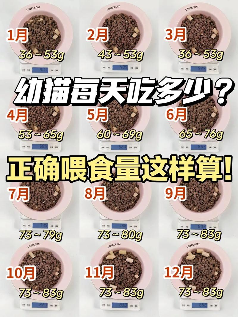 猫咪一顿吃多少猫粮,猫咪一顿吃多少猫粮比较好-第1张图片-后鲨宠物 猫咪一顿吃多少猫粮,猫咪一顿吃多少猫粮比较好-第1张图片-后鲨宠物