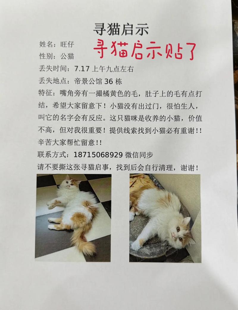 猫咪丢了怎么找回来_猫咪丢了找回来的巧方法-第2张图片-后鲨宠物 猫咪丢了怎么找回来_猫咪丢了找回来的巧方法-第2张图片-后鲨宠物