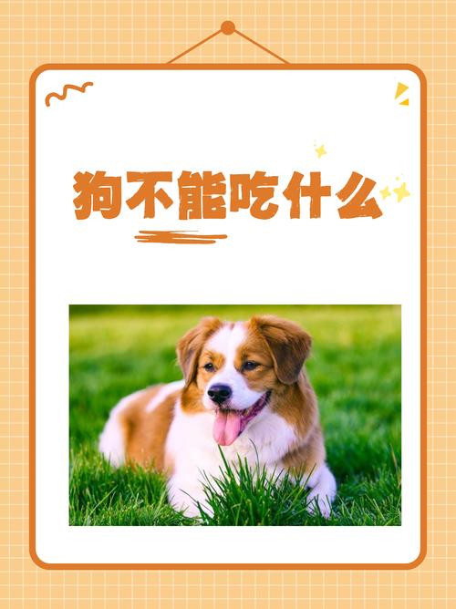 狗狗可以吃阿胶糕吗,狗狗能不能吃阿胶糕?-第1张图片-后鲨宠物 狗狗可以吃阿胶糕吗,狗狗能不能吃阿胶糕?-第1张图片-后鲨宠物