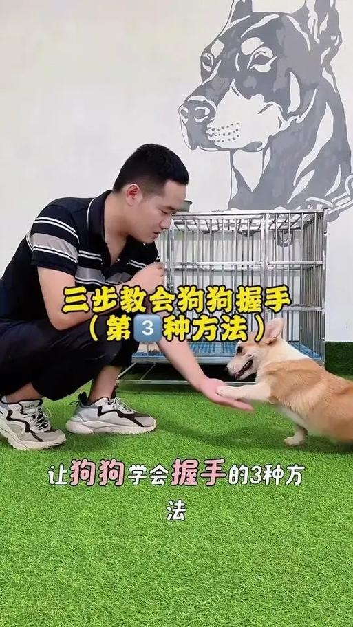 怎么教狗狗握手_如何训练狗狗握手视频-第5张图片-后鲨宠物 怎么教狗狗握手_如何训练狗狗握手视频-第5张图片-后鲨宠物
