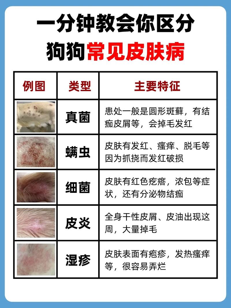 怎么看狗狗有没有皮肤病_怎么判断狗狗有皮肤病-第3张图片-后鲨宠物 怎么看狗狗有没有皮肤病_怎么判断狗狗有皮肤病-第3张图片-后鲨宠物