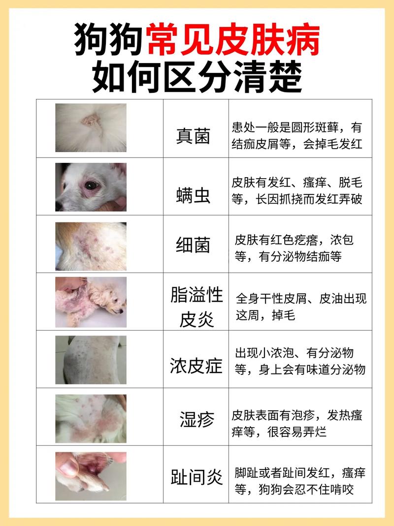 怎么看狗狗有没有皮肤病_怎么判断狗狗有皮肤病-第4张图片-后鲨宠物 怎么看狗狗有没有皮肤病_怎么判断狗狗有皮肤病-第4张图片-后鲨宠物