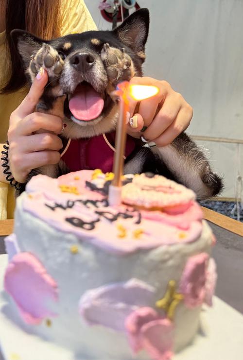 狗狗能吃蛋糕吗,狗狗能吃蛋糕吗幼犬-第3张图片-后鲨宠物 狗狗能吃蛋糕吗,狗狗能吃蛋糕吗幼犬-第3张图片-后鲨宠物