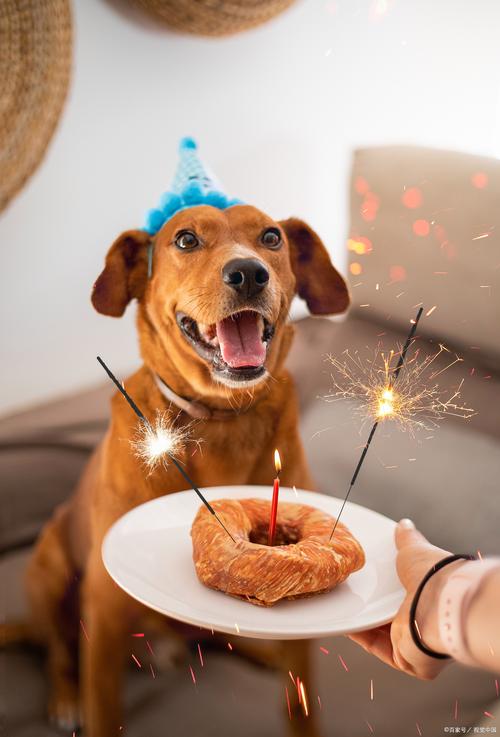 狗狗能吃蛋糕吗,狗狗能吃蛋糕吗幼犬-第4张图片-后鲨宠物 狗狗能吃蛋糕吗,狗狗能吃蛋糕吗幼犬-第4张图片-后鲨宠物