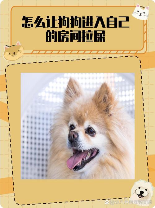 怎么让狗狗拉屎,狗狗拉不出屎该怎么办-第2张图片-后鲨宠物 怎么让狗狗拉屎,狗狗拉不出屎该怎么办-第2张图片-后鲨宠物