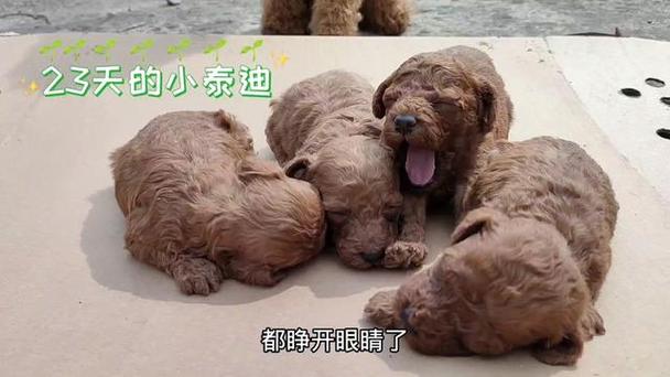 小狗狗多少天睁眼,小狗多少天才睁眼-第1张图片-后鲨宠物 小狗狗多少天睁眼,小狗多少天才睁眼-第1张图片-后鲨宠物