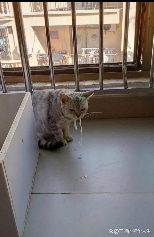 猫咪吐白沫不吃东西,猫咪口吐白沫不吃不喝怎么办-第5张图片-后鲨宠物 猫咪吐白沫不吃东西,猫咪口吐白沫不吃不喝怎么办-第5张图片-后鲨宠物