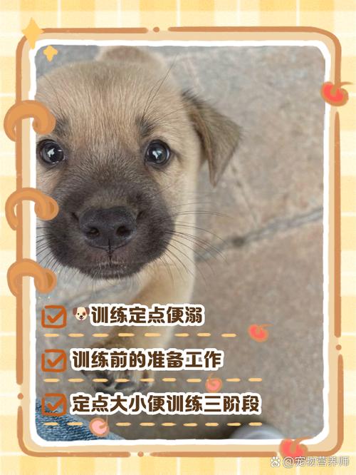 怎样训练小狗狗_怎样训练小狗狗定点大小便的方法-第4张图片-后鲨宠物 怎样训练小狗狗_怎样训练小狗狗定点大小便的方法-第4张图片-后鲨宠物