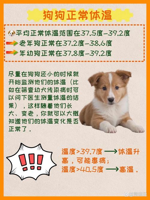 狗狗多少度算发烧,狗狗发烧摸哪里才知道-第2张图片-后鲨宠物 狗狗多少度算发烧,狗狗发烧摸哪里才知道-第2张图片-后鲨宠物
