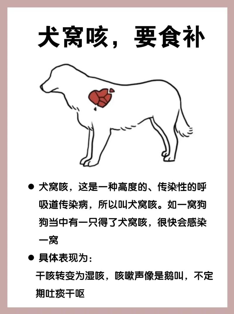 狗狗咳嗽会传染给人吗,狗狗咳嗽传染给其他狗狗吗-第5张图片-后鲨宠物 狗狗咳嗽会传染给人吗,狗狗咳嗽传染给其他狗狗吗-第5张图片-后鲨宠物