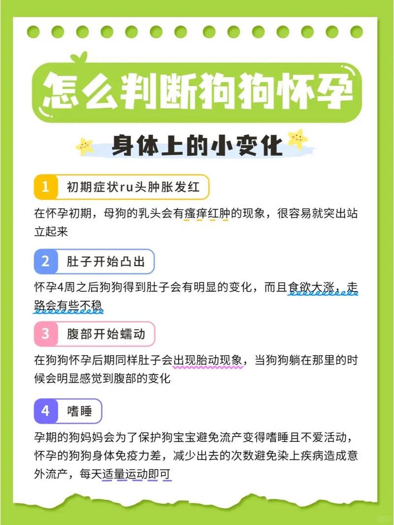  如何辨别狗狗是否怀孕，如何分辨狗是否怀孕-第2张图片-后鲨宠物