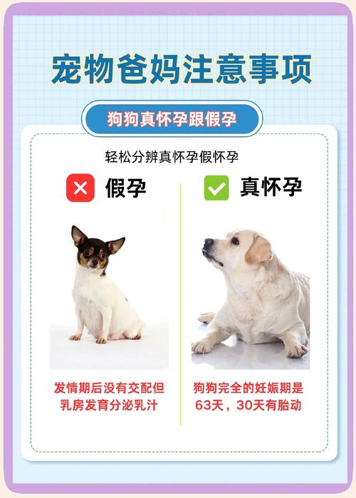  如何辨别狗狗是否怀孕，如何分辨狗是否怀孕-第3张图片-后鲨宠物