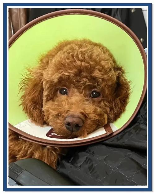 狗狗螨虫怎么治疗_狗狗有螨虫皮肤病的治疗方法-第3张图片-后鲨宠物 狗狗螨虫怎么治疗_狗狗有螨虫皮肤病的治疗方法-第3张图片-后鲨宠物