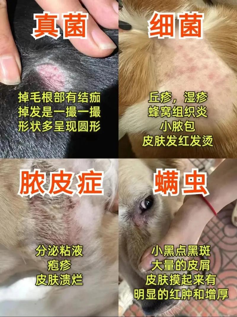 狗狗螨虫怎么治疗_狗狗有螨虫皮肤病的治疗方法-第4张图片-后鲨宠物 狗狗螨虫怎么治疗_狗狗有螨虫皮肤病的治疗方法-第4张图片-后鲨宠物