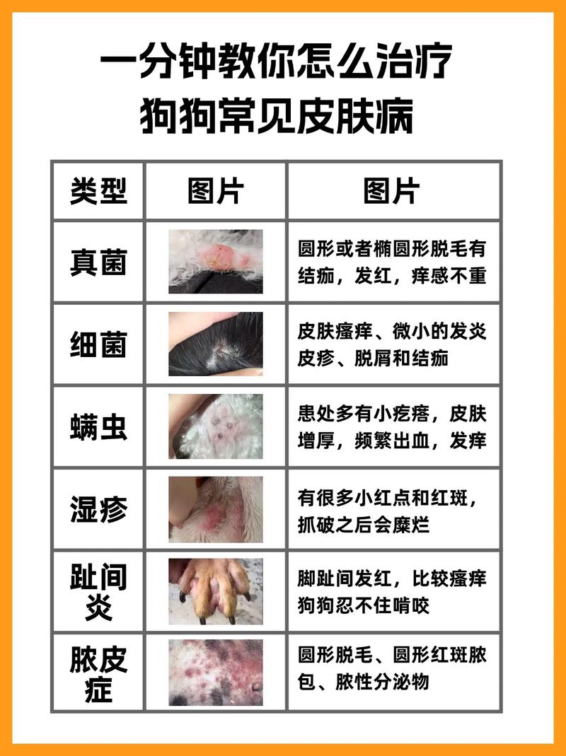 狗狗螨虫怎么治疗_狗狗有螨虫皮肤病的治疗方法-第5张图片-后鲨宠物 狗狗螨虫怎么治疗_狗狗有螨虫皮肤病的治疗方法-第5张图片-后鲨宠物