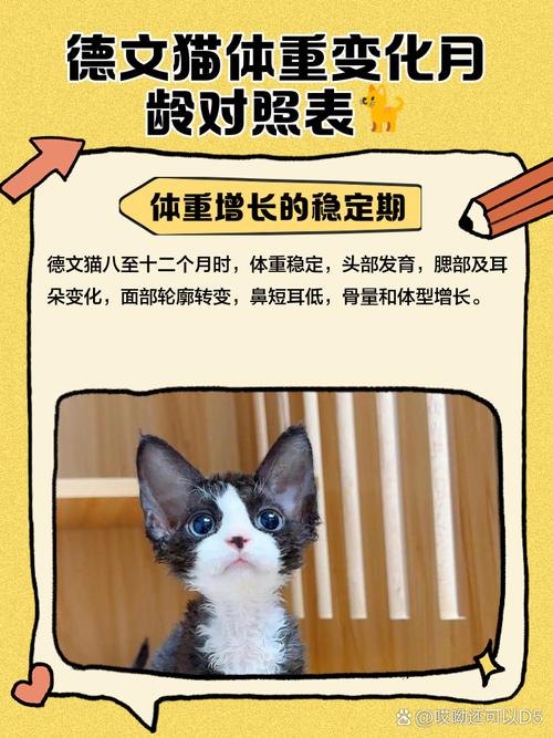 两个月的猫咪多重,两个月猫大概多重-第3张图片-后鲨宠物 两个月的猫咪多重,两个月猫大概多重-第3张图片-后鲨宠物