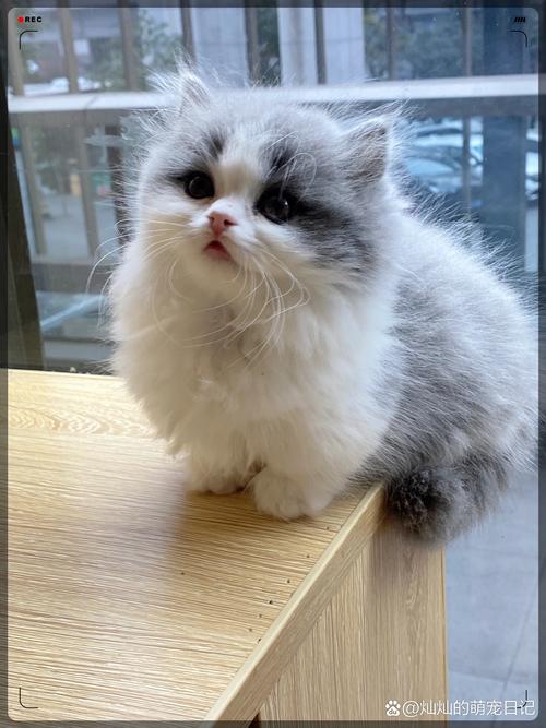 两个月的猫咪多重,两个月猫大概多重-第4张图片-后鲨宠物 两个月的猫咪多重,两个月猫大概多重-第4张图片-后鲨宠物