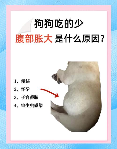 狗狗肚子热是怎么回事_狗狗肚子热是什么原因-第1张图片-后鲨宠物 狗狗肚子热是怎么回事_狗狗肚子热是什么原因-第1张图片-后鲨宠物