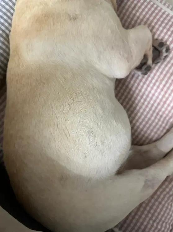 狗狗肚子热是怎么回事_狗狗肚子热是什么原因-第5张图片-后鲨宠物 狗狗肚子热是怎么回事_狗狗肚子热是什么原因-第5张图片-后鲨宠物