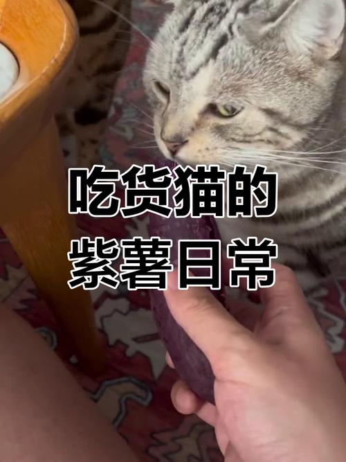 猫咪可以吃紫薯吗_猫咪可以吃紫薯干嘛-第2张图片-后鲨宠物 猫咪可以吃紫薯吗_猫咪可以吃紫薯干嘛-第2张图片-后鲨宠物