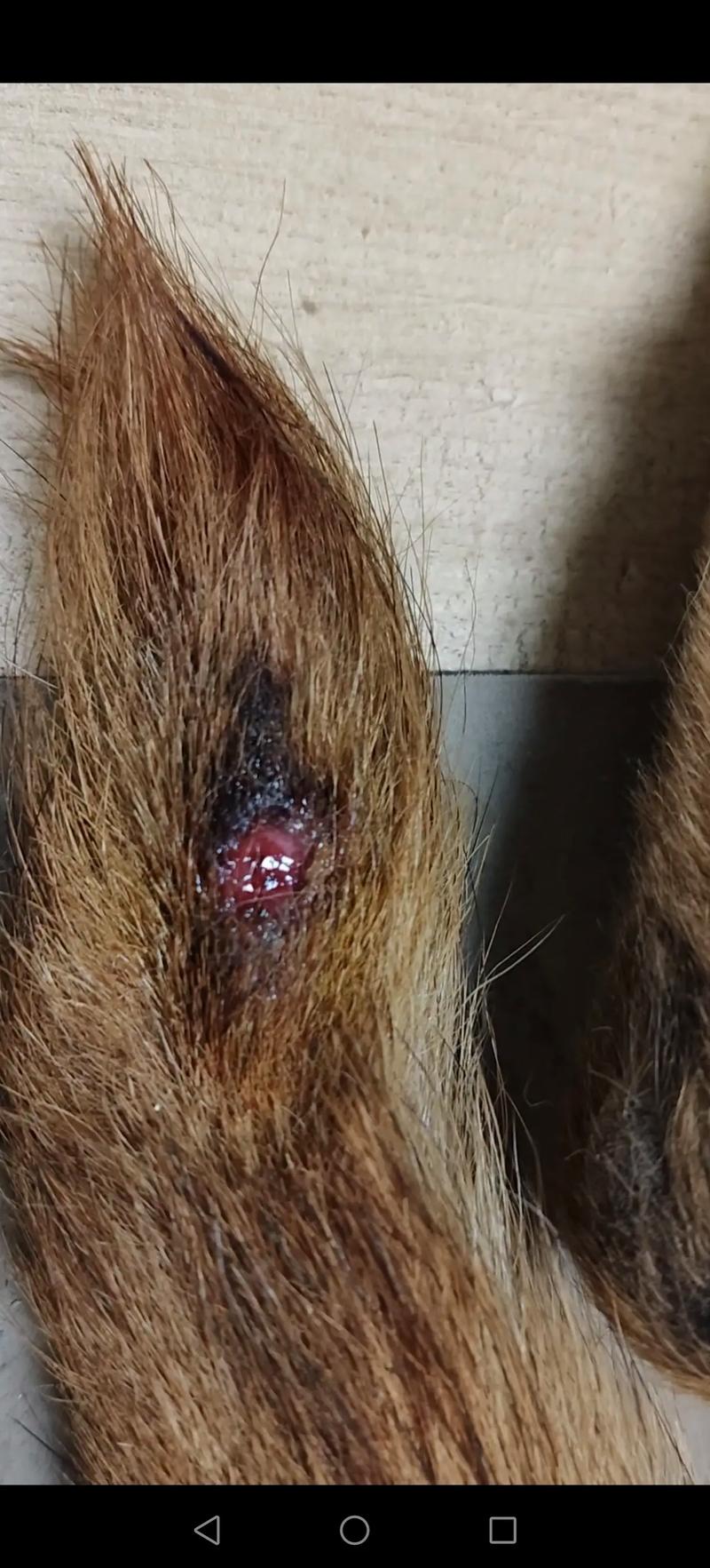 狗狗伤口化脓了怎么办,狗狗伤口化脓用什么药好得快?-第5张图片-后鲨宠物 狗狗伤口化脓了怎么办,狗狗伤口化脓用什么药好得快?-第5张图片-后鲨宠物