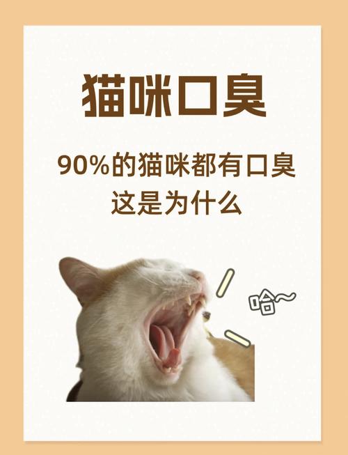 猫咪身上臭臭的怎么办,猫猫身上臭了怎么办-第4张图片-后鲨宠物 猫咪身上臭臭的怎么办,猫猫身上臭了怎么办-第4张图片-后鲨宠物