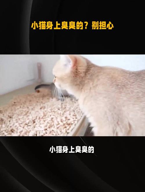 猫咪身上臭臭的怎么办,猫猫身上臭了怎么办-第5张图片-后鲨宠物 猫咪身上臭臭的怎么办,猫猫身上臭了怎么办-第5张图片-后鲨宠物