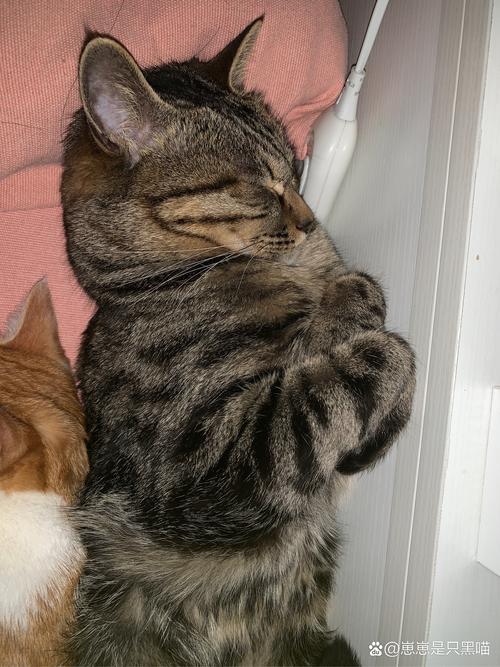 猫咪需要人陪吗_猫咪需不需要人陪-第4张图片-后鲨宠物 猫咪需要人陪吗_猫咪需不需要人陪-第4张图片-后鲨宠物