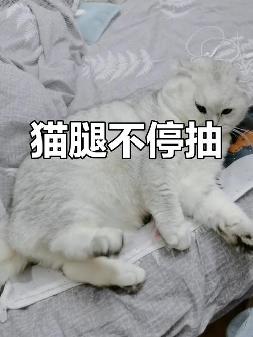 猫咪抽搐不停发抖_猫咪抽搐不停发抖怎么回事-第1张图片-后鲨宠物 猫咪抽搐不停发抖_猫咪抽搐不停发抖怎么回事-第1张图片-后鲨宠物