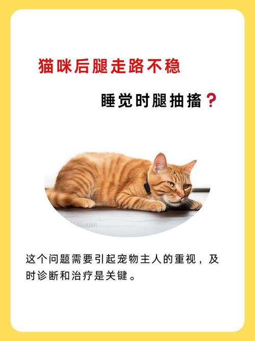 猫咪抽搐不停发抖_猫咪抽搐不停发抖怎么回事-第2张图片-后鲨宠物 猫咪抽搐不停发抖_猫咪抽搐不停发抖怎么回事-第2张图片-后鲨宠物