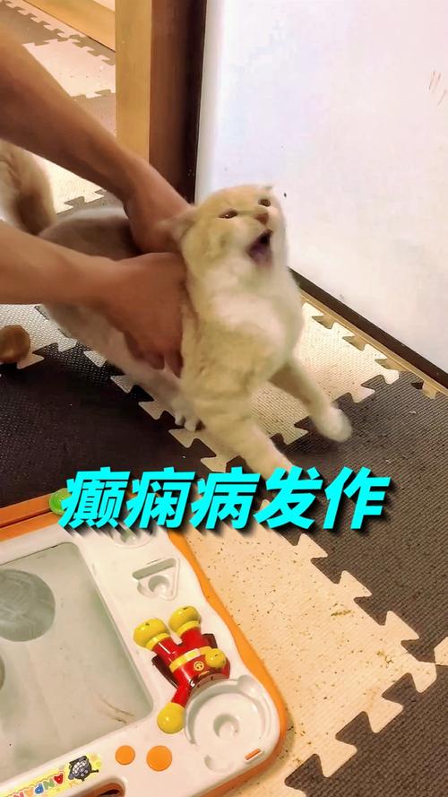 猫咪抽搐不停发抖_猫咪抽搐不停发抖怎么回事-第4张图片-后鲨宠物 猫咪抽搐不停发抖_猫咪抽搐不停发抖怎么回事-第4张图片-后鲨宠物